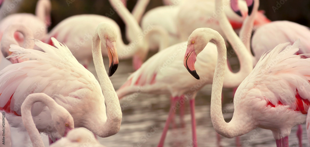 Obraz premium Website banner of beautiful pink Flamingos