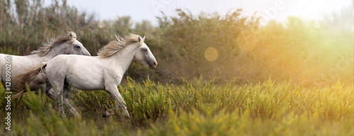 Website banner of beautiful white horses as running in the field
