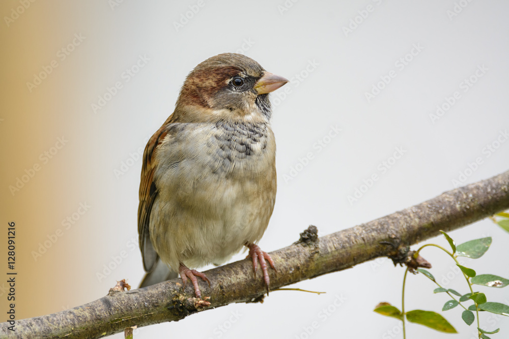 Fototapeta premium Haussperling