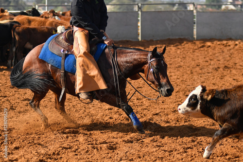 Cowboy roping a little cow during the cutting horse event 