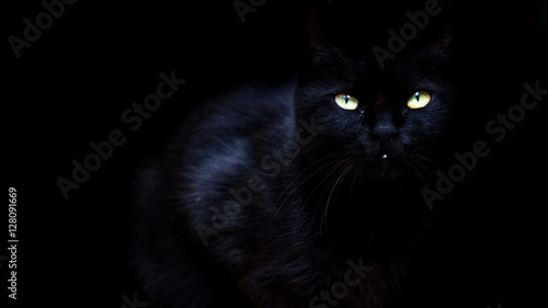 Obraz na płótnie Black Cat