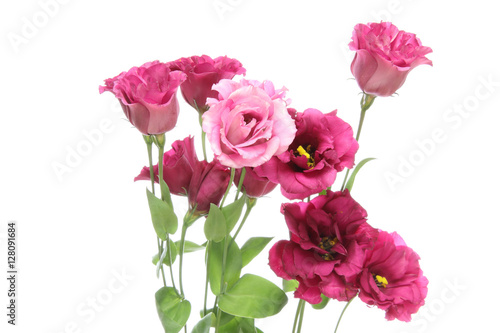 Wallpaper Mural トルコキキョウ Torontodigital.ca