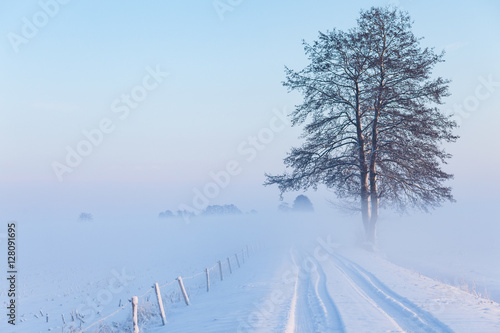 One lonely tree standing next to the road between fields covered
