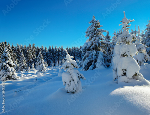 Tief verschneite unberührte Winterlandschaft, schneebedeckte Tannen, funkelnde Schneekristalle