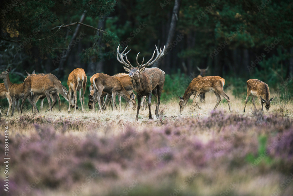 Obraz premium Red deer stag with herd of hinds walking towards camera. Nationa
