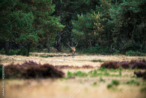 Red deer stag walking alone in field near forest. National Park
