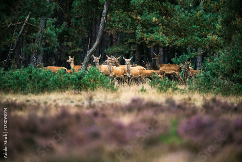 Alert herd of red deer hinds at the edge of forest. National Par