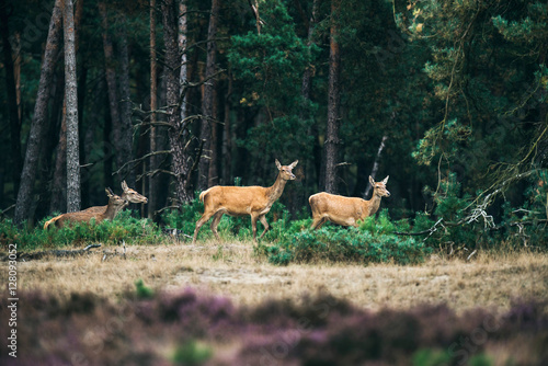 Alert herd of red deer hinds at the edge of forest. National Par © ysbrandcosijn
