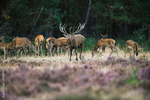 Red deer stag with herd of hinds walking towards camera. Nationa