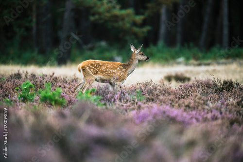 Young red deer doe in heath near forest. National Park Hoge Velu © ysbrandcosijn
