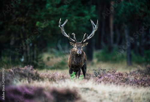 Solitary red deer stag with big antlers standing in heath. Natio