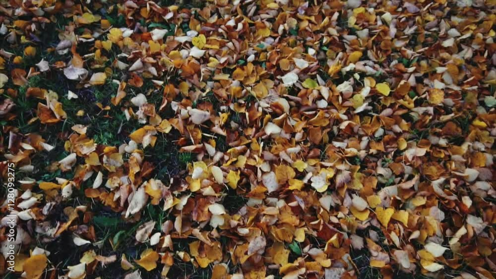 Autumn leaves on the floor in the park slow motion HD Autumn leaves on the floor in the park slow motion HD