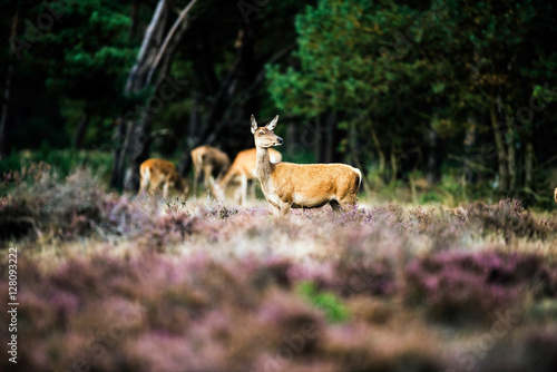Alert red deer doe standing in heath field. National Park Hoge V © ysbrandcosijn
