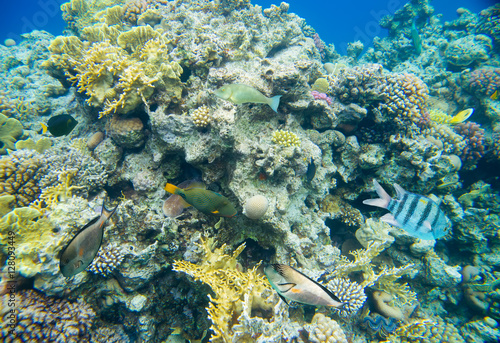 beautiful and diverse coral reef with fish of the red sea in Egypt, shooting under water