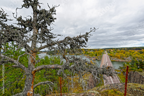 Lone fir tree at edge of the cliff photo