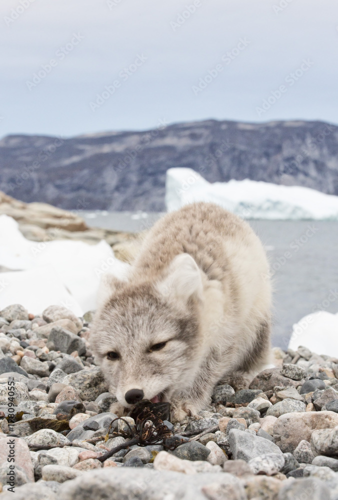 An arctic fox (Alopex_lagopus) in Ataa a small village of fishermen and seal hunters which was abandoned in the 50s, Ataa village, Baia di Disko, DiskoBay, Greenland An arctic fox (Alopex_lagopus) in Ataa a small village of fishermen and seal hunters which was abandoned in the 50s, Ataa village, Baia di Disko, DiskoBay, Greenland