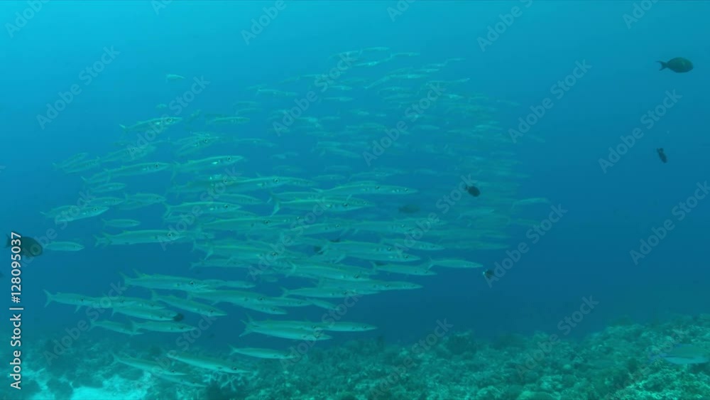 School of Barracudas on a coral reef. Light reflections, sunrays 4k footage School of Barracudas on a coral reef. Light reflections, sunrays 4k footage