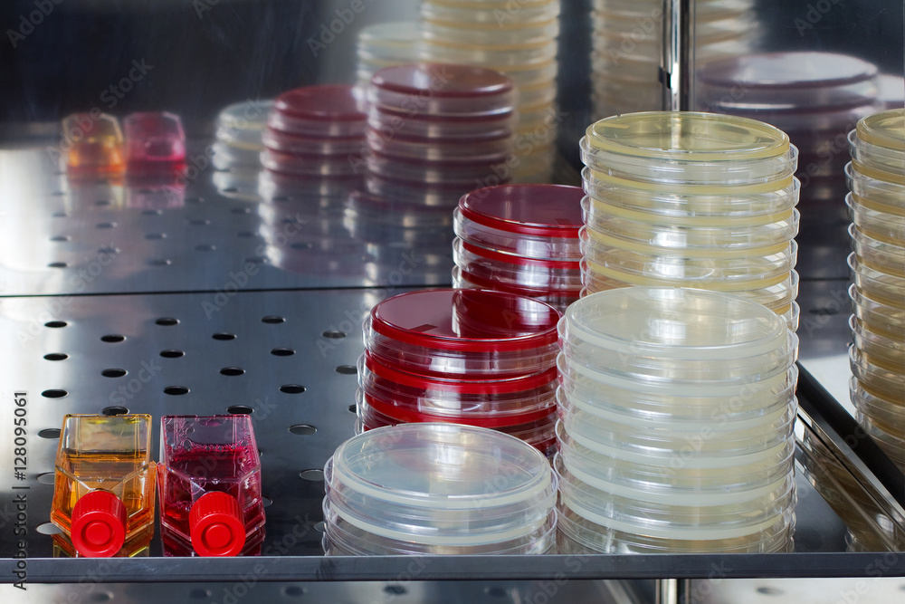 stove with plates and culture media of the lab / Petri dishes with culture media in the