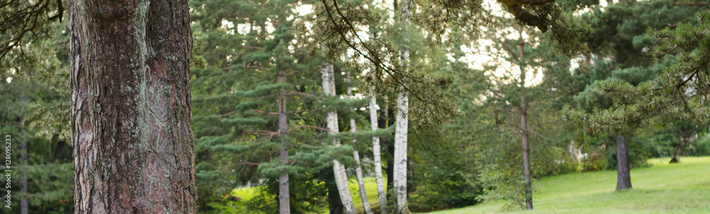 Fototapeta premium Forest on sunny summer day.