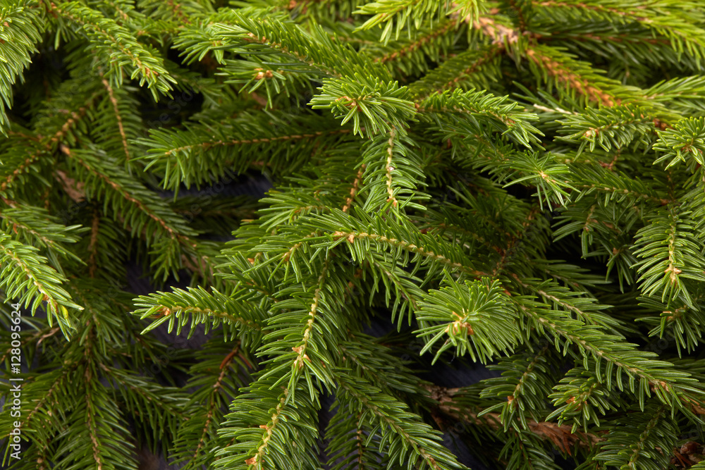 Fir. Fir-tree. Fir. Fir-tree.