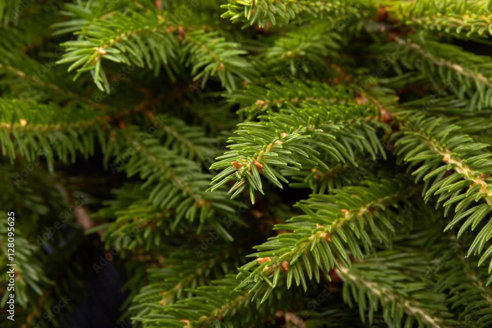 Fir. Fir-tree. Fir. Fir-tree.