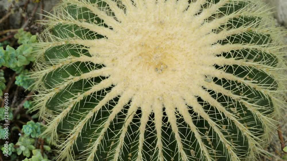 The beautiful round cactus on the pot with white spikes on the top of the cactus in Ireland The beautiful round cactus on the pot with white spikes on the top of the cactus in Ireland