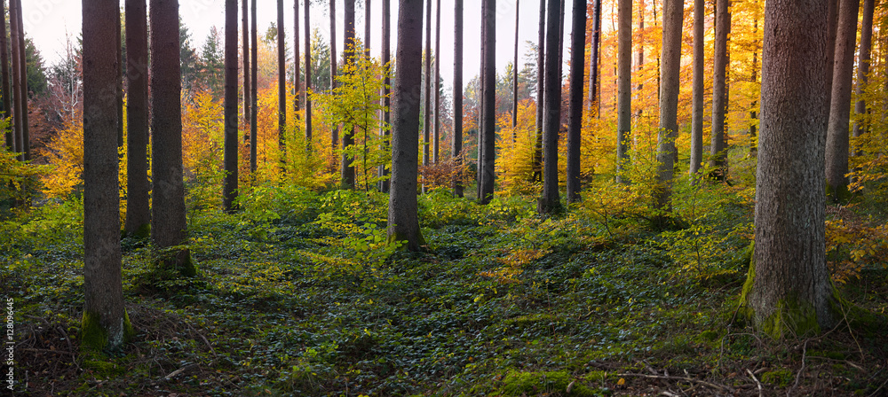 Naklejka premium Herbstwald mit Fichten und Buchen