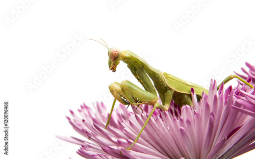 mantis on a flower