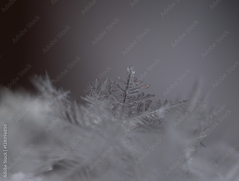 Tiny snowflakes close up Tiny snowflakes close up