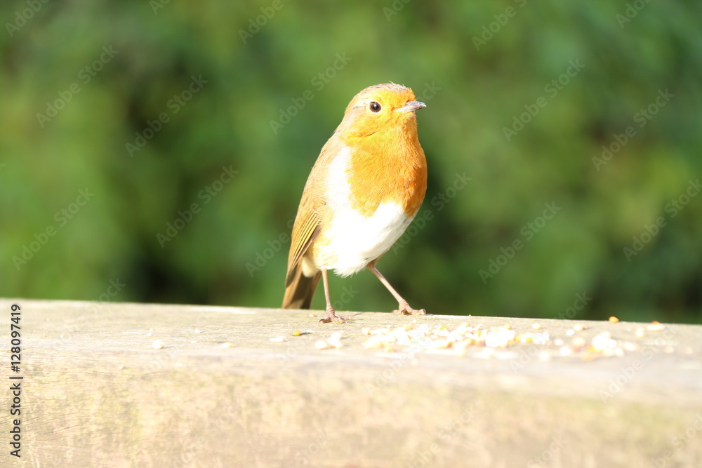 Fototapeta premium robin