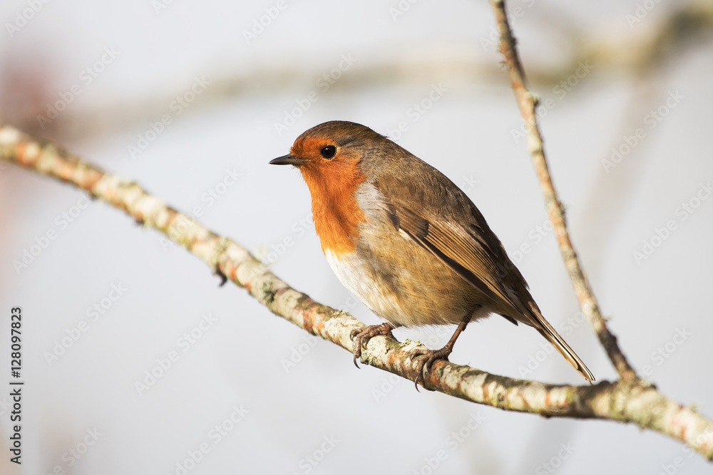 European Robin, Erithacus rubecula European Robin, Erithacus rubecula