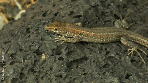 closeup of a breathing gecko