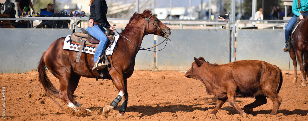 Fototapeta premium Cowboy cuts a way to a little calf without letting him return to the herd