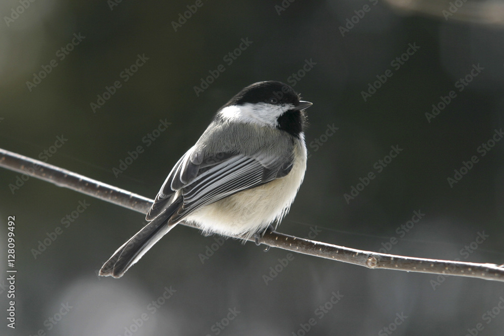 Obraz premium chickadee on a branch