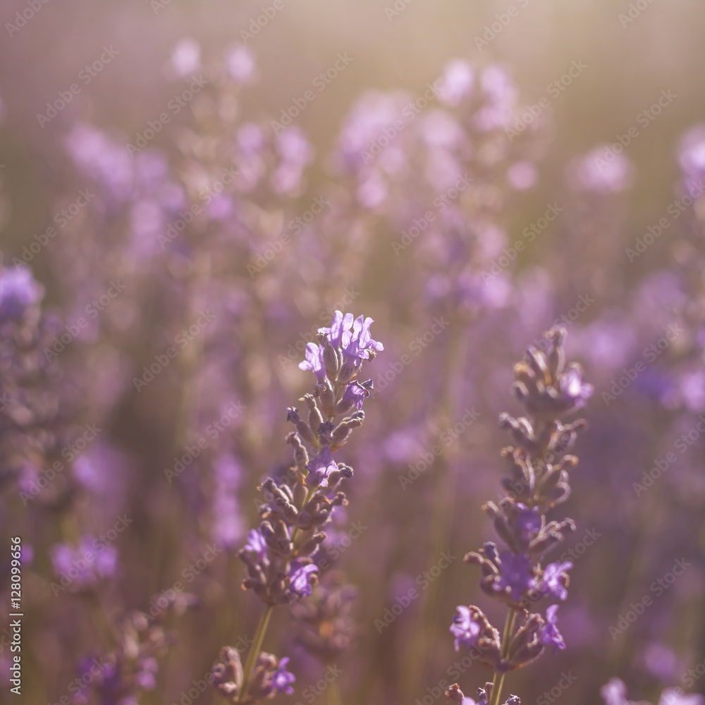 Obraz premium lavender