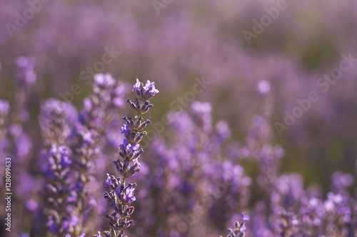 lavender flowers detail