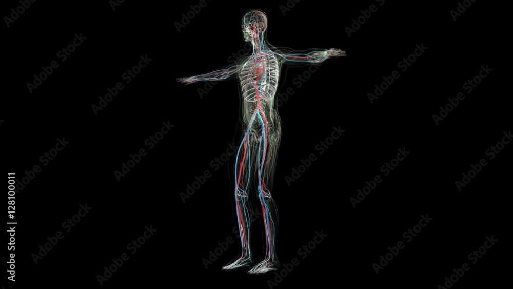 Human anatomy. The anatomical model of a human circulatory system is rotated around its axis on black background. Loop animation Human anatomy. The anatomical model of a human circulatory system is rotated around its axis on black background. Loop animation