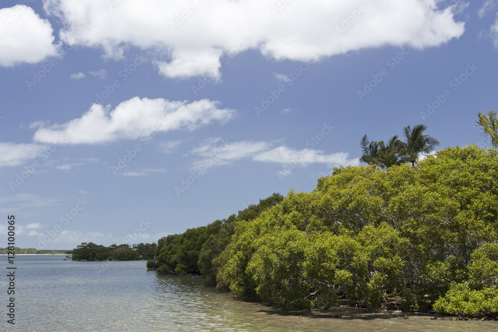 Pumiscetone Passage Mangroves