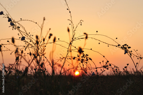 Sunrise on the steppe