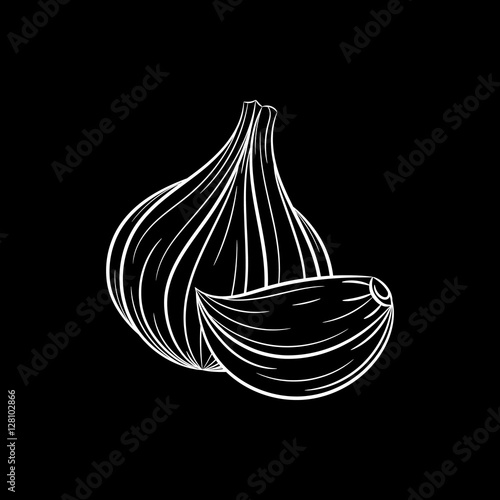 Hand drawn garlic sketch. Vector illustration