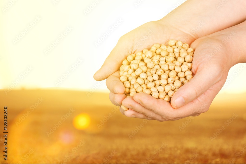 Soybean. Soybean.