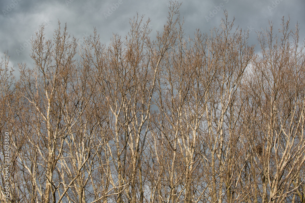 Obraz premium Deciduous trees in winter