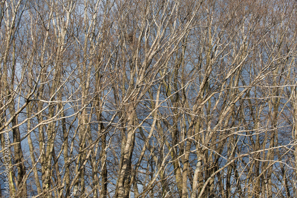 Fototapeta premium Deciduous trees in winter