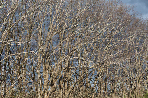 Fototapeta Naklejka Na Ścianę i Meble -  Deciduous trees in winter