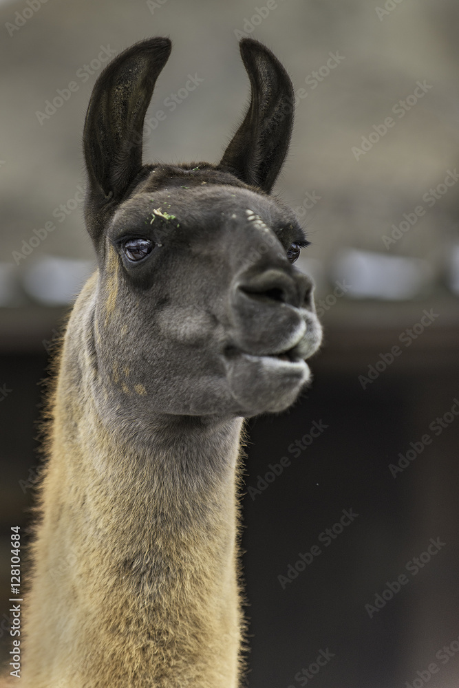 Obraz premium Llama