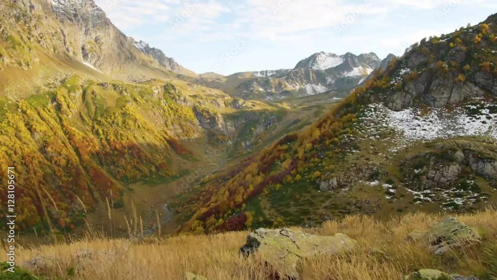 yellow autumn grass swaying in wind, Golden mountain hills, snow tops and red forest on Sunny day yellow autumn grass swaying in wind, Golden mountain hills, snow tops and red forest on Sunny day
