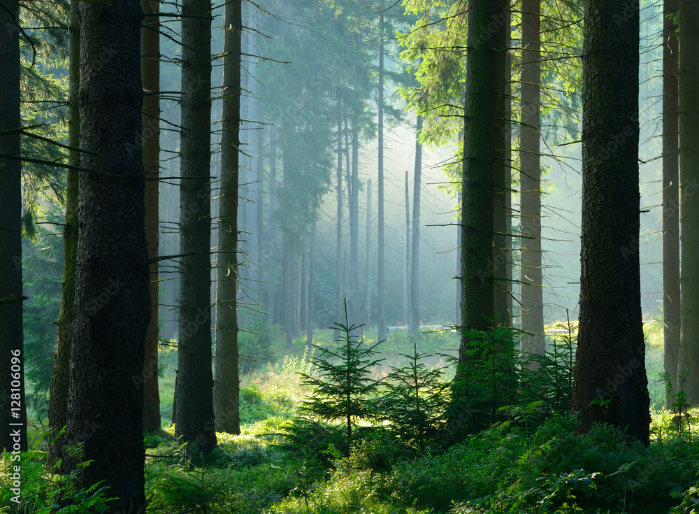 Unberührter nebliger naturnaher Fichtenwald im Gegenlicht, Nationalpark Harz - obrazy, fototapety, plakaty 