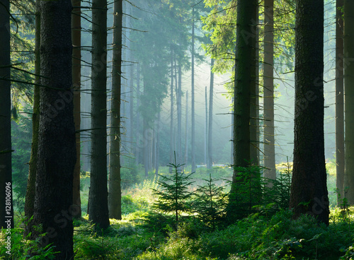 Unberührter nebliger naturnaher Fichtenwald im Gegenlicht, Nationalpark Harz