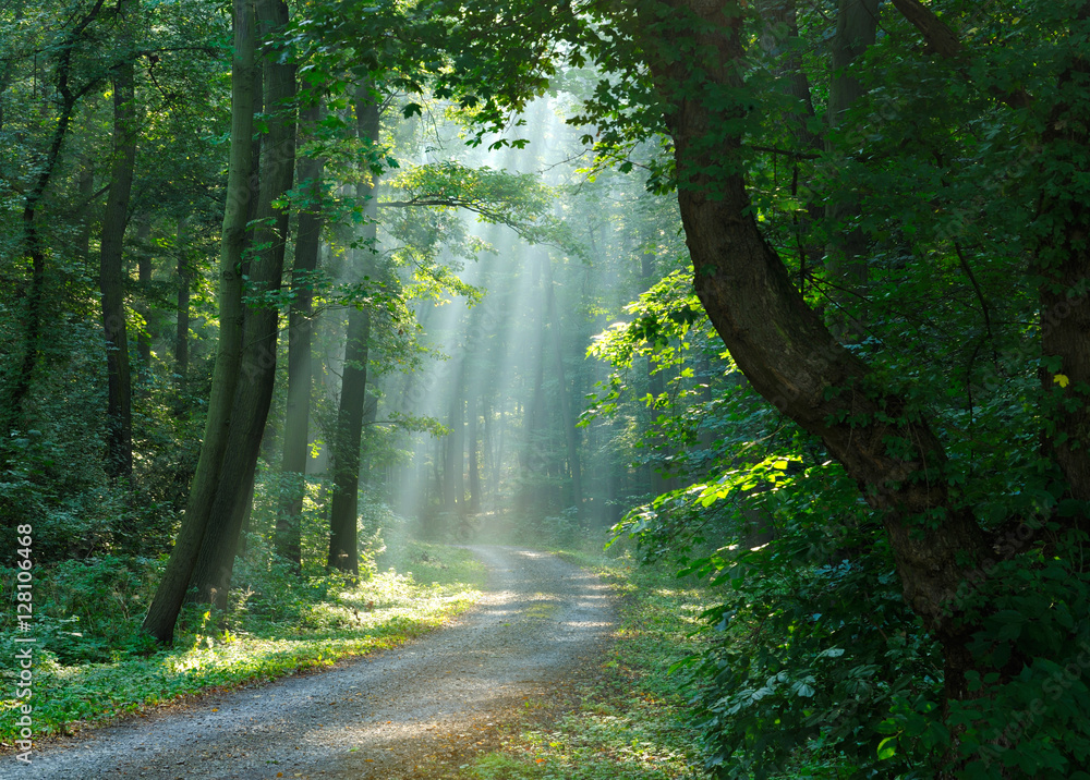 Fototapeta premium Footpath through Forest of Beech Trees illuminated by Sunbeams