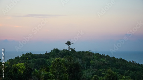 Lonely palm tree among palm grove on the hill at sunset